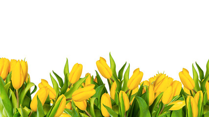 Wall Mural - Bright widescreen border with tulip flowers for design