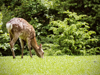 Sticker - Young deer grazing in a meadow.