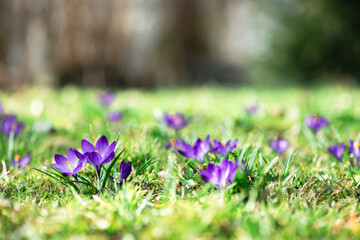 Wall Mural - Meadow of of purple crocus flowers in spring forest. Nature photography