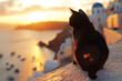 Schwarze Katze auf Santorin. Seeblick. Sanftes Abendlicht