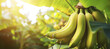 Ripe bananas growing on a tree in a greenhouse