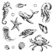 © NATASHA-CHU - Underwater world clipart with sea animals whale, turtle, octopus, seahorse, starfish, shells, coral and algae. Graphic illustration hand drawn in black ink. Set of isolated objects EPS vector.