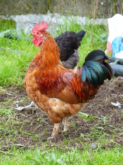 Canvas Print - Coq dans une ferme en plein air