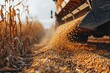 wheat grain corns of Agricultural combine harvester on the field