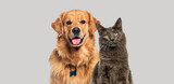 Fototapeta Zwierzęta - Happy panting Golden retriever dog and blue Maine Coon cat looking at camera, Isolated on grey
