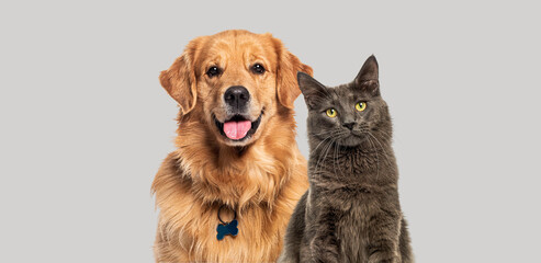 Poster - Happy panting Golden retriever dog and blue Maine Coon cat looking at camera, Isolated on grey