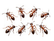 ant collection set isolated on transparent background, transparency image, removed background