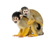 Side view of mother and baby Black-capped squirrel monkey on its back, Saimiri boliviensis