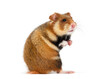 Side view of a European hamster On its hind legs, Cricetus cricetus, isolated on white