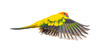 sun parakeet bird, Aratinga solstitialis, flying wings spread, isolated on white