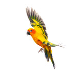 Fototapeta Zwierzęta - sun parakeet bird, Aratinga solstitialis, flying, isolated on white