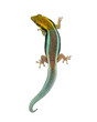 Dorsal view of a yellow-headed day gecko, Phelsuma klemmeri, isolated on white