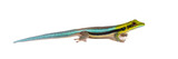 Fototapeta Koty - Side view of a yellow-headed day gecko, Phelsuma klemmeri, isolated on white