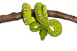 Adult Emerald tree boa wrapped around a branch, Corallus caninus, isolated on white