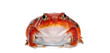Madagascar tomato frog looking at the camera, Dyscophus antongilii, isolated on white