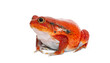 Madagascar tomato frog looking at the camera, Dyscophus antongilii, isolated on white