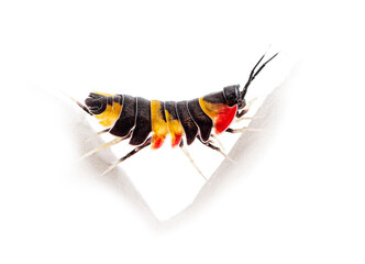 Wall Mural - Side view of a Tricolor Merulanella Specie walking away, invertebrate bug genus of isopods, isolated on white