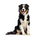 Fototapeta Zwierzęta - Sitting and panting tricolor Australian Shepherd looking at the camera, isolated on white