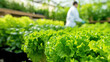A person is tending to a hydroponic garden of green lettuce. The lettuce is fresh and healthy, and the person is wearing a white lab coat. Concept of care and attention to detail. Generative AI.