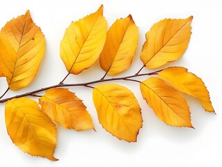 Wall Mural - A yellow leafy branch with a white background