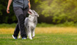 © kathrineva20 - Marbled border collie learns to walk next to its owner during dog training on a green field in summer. Heelwork with border collie. Dog training concept