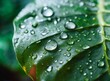 Raindrops on tropical green leaf macro photography