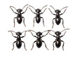 Carpenter ant collection set isolated on transparent background, transparency image, removed background