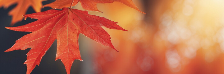 Wall Mural - Vivid Red Autumn Leaves Against a Warm Glowing Background in the Fall Season