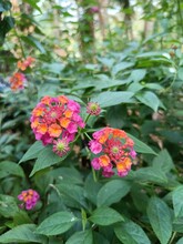 Lantana Camara Is A Species Of Flowering Plant Within The Verbena Family.