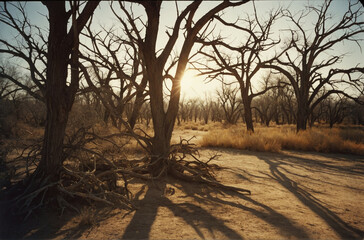 Wall Mural - Sun Shining Through Trees in Desert