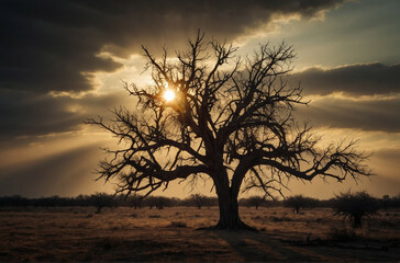 Wall Mural - Sunlight Streaming Through Clouds Onto Tree in Field