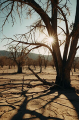 Wall Mural - Sun Shining Through the Branches of a Bare Tree