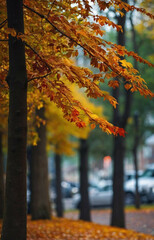 Wall Mural - Autumn Foliage Displaying Vibrant Hues Along a City Street