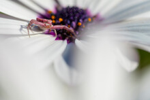 Close-up Of A Crab Spider Merging With The White Petal Of An Osteospermum, With A Soft Focus On The Flower's Purple Heart