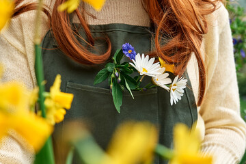 Unrecognizable redhead woman gardener in sweater and green apron with blue flowers, white daisy and yellow narcissus in apron pocket. Springtime mood.