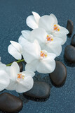 Fototapeta  - White orchid flowers and black spa stones on the gray background.