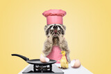 Fototapeta Zwierzęta - Surprised raccoon cook standing in front of the kitchen table on which sits a duckling hatched from an egg