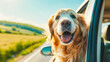 A dog looks out the car window on a sunny summer day. A golden retriever travels by car. Vacation