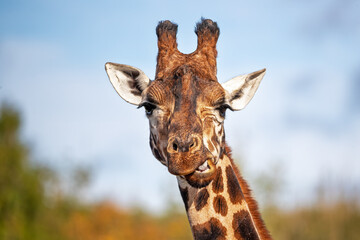 Wall Mural - Front on view of a Rothschild giraffe, Giraffa camelopardalis camelopardalis, against green foliage and blue sky background. Space for text.