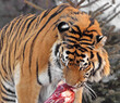 Siberian tiger (P. t. altaica), also known as Amur tiger,  feeds