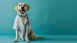 photo of smiling cute dog wearing a lab coat with stethoscope sitting on the blue color background