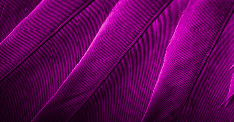 Wall Mural - violet feather pigeon macro photo. texture or background