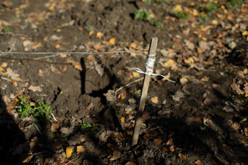 Planting plants in the garden. Planting of seedlings. Work in the garden.