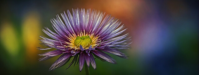 Wall Mural - Close Up of a Purple Flower With Blurry Background