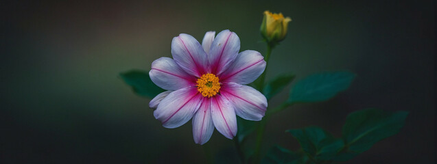 Wall Mural - Pink and White Flower With Green Leaves