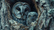 A mother owl and her owlet in a tree hollow, vigilant in the twilight, mysterious and protective in the moonlit night.