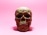 Fototapeta  - human skull over pink paper background
