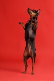 Fototapeta Koty - A miniature pinscher stands on its hind legs on a red background, a mini doberman.