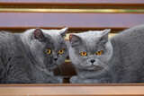 Fototapeta Koty - British and Scottish cats lie on a bench in the park.