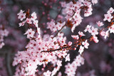 Fototapeta Koty - Branches of ornamental Pissardi plum blossoming with pink flowers, spring floral background.